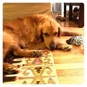 Dog toy - comes with Golden Retriever. He’s 2.